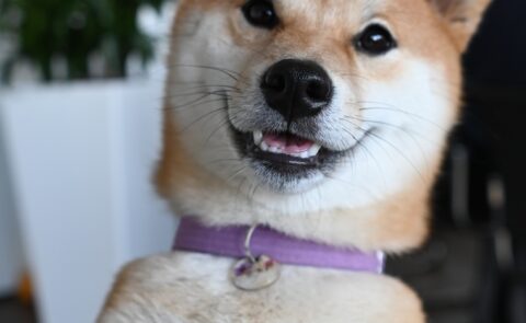 Nahaufnahme eines Shiba Inu mit lila Halsband im carmasec-Büro